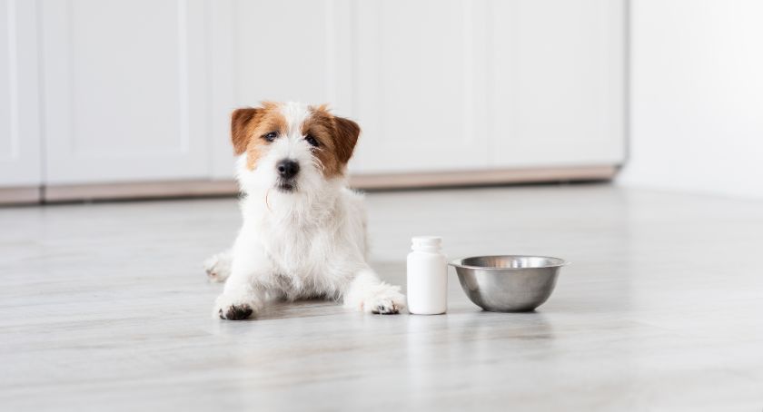 Pet Supplements